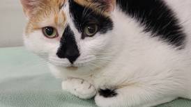Friendly adult cat likes to have people, cats around her