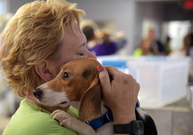 Kate Halma, director of foundation relations at Anderson Humane, calms one of the 91 beagles brought in overnight from Virginia.