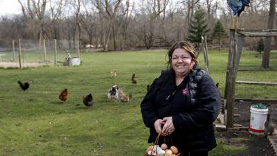Harvard becomes latest McHenry County town to allow backyard chickens