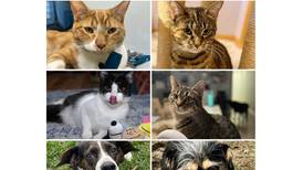 Will County Pets of the Week: April 13, 2026