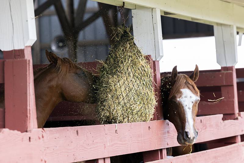 A pair of equines dig into a snack Sunday, July 28, 2024, at the Lee County Fair.