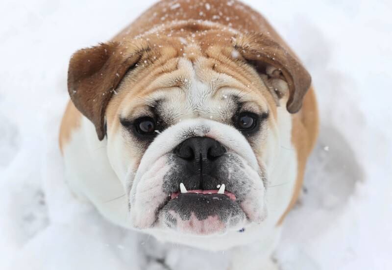 Despite his displeased expression Max the English bulldog, from DeKalb, enjoyed his romp in the snow Tuesday, Jan. 9, 2024, at Hopkins Park in DeKalb. Several inches of heavy, wet snow Tuesday was a headache for some and fun for others.