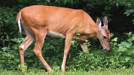 Deer hunting down in Bureau, La Salle, Putnam counties on first weekend of 2024