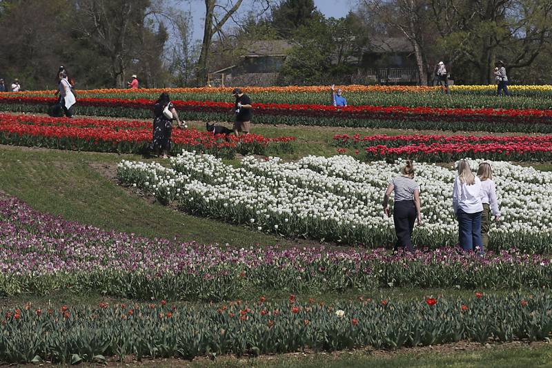 People walk amidst the tulips during the Earth Day opening of the  Richardson Farm Tulip Festival on Wednesday, April 22. More than 1 million vibrant flowers in over 75 varieties will be in bloom. About 350,000 new tulip bulbs were planted in the fall of 2025 in a butterfly pattern near a private lake on the property, said George Richardson. Hours are 10 a.m. to 6:30 p.m. The festival typically lasts for two to three weeks, depending on the blooms.