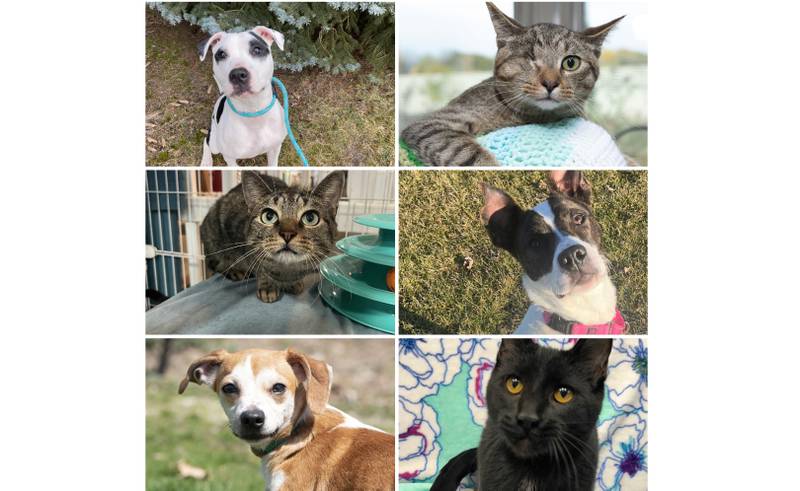 The Herald-News presents this week’s Pets of the Week. Read the description of each pet to find out about it, including where it can be adopted in Will County.