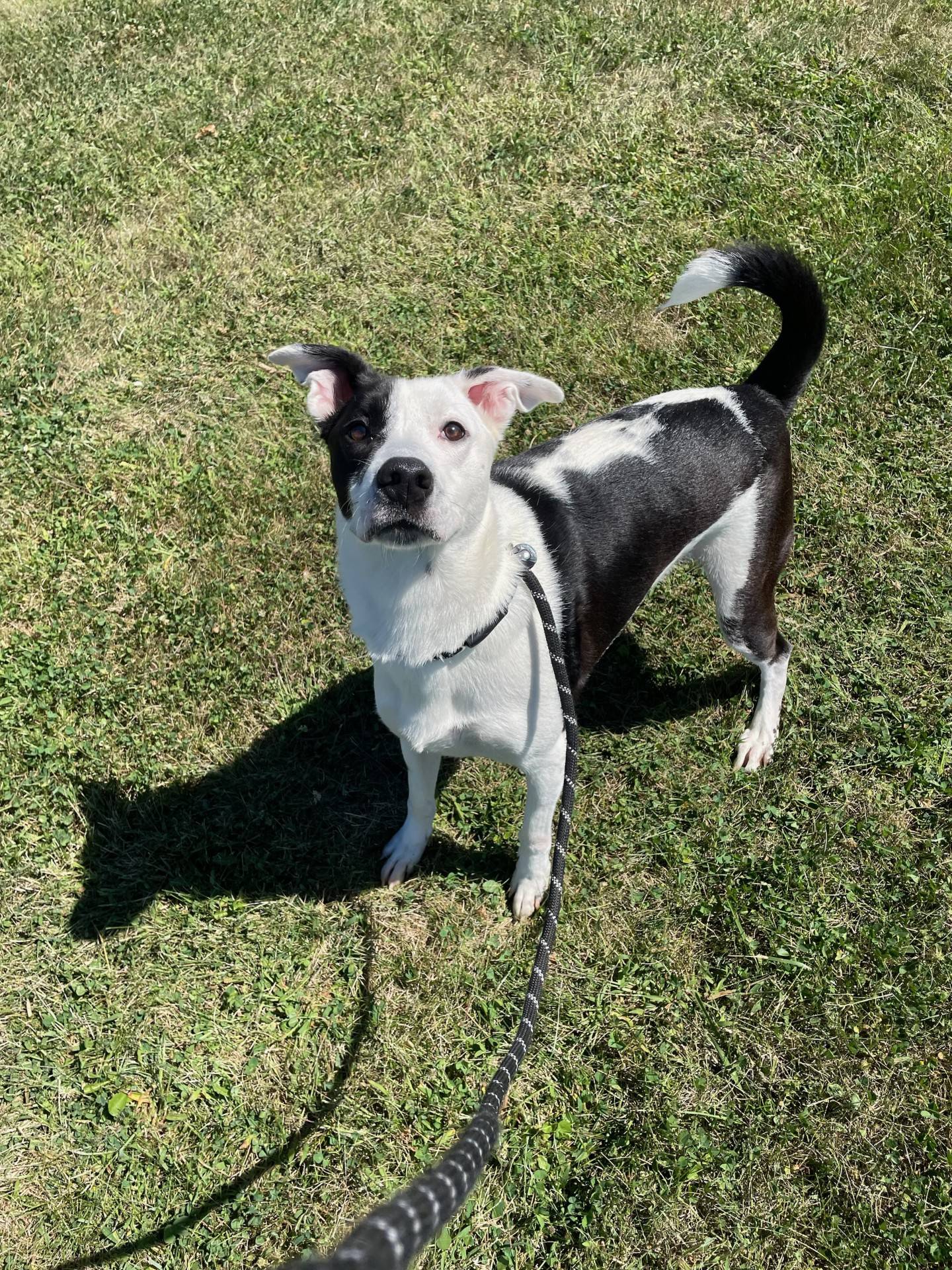 Milo is a 2-year-old mix breed. He has lots of personality and energy and makes everyone smile and laugh. Milo does well with other dogs and children but needs a home with older children as he is very playful. To meet Milo, email Dogadoption@nawsus.org. Visit nawsus.org.