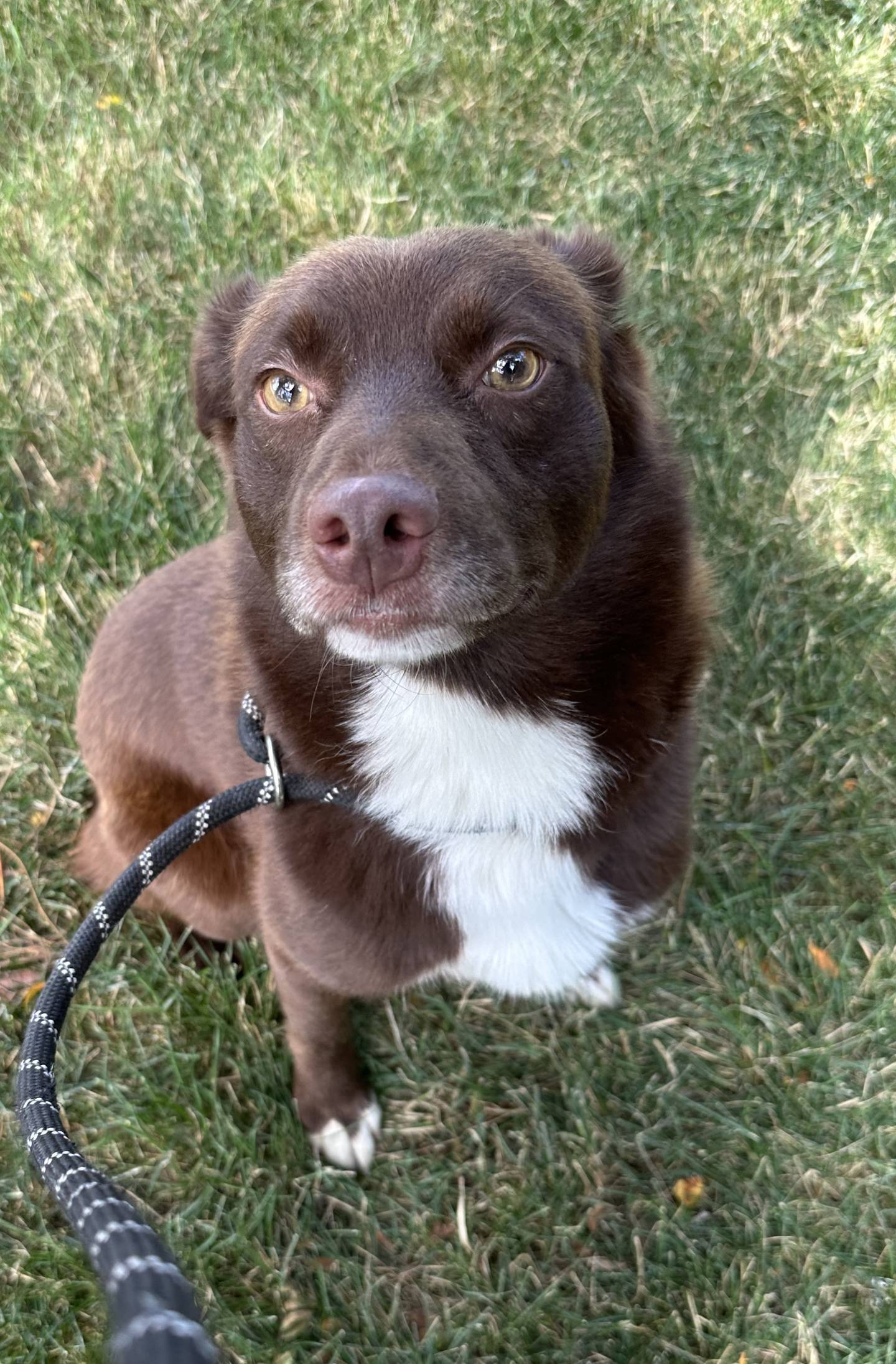 Timbuck Timber is a fun-loving, 1-year-old mixed breed. He was rescued from a high kill shelter in southern Illinois where he was scheduled to be euthanized because he was heartworm-positive. He was rescued and made the long trip to NAWS to receive treatment and have a second chance at life.  He needs a family that will help him through his treatments and patiently wait for him to be his best self. He is lovable, playful and very sweet. He likes other dogs, cats and children. To meet Timbuck Timber, email Dogadoption@nawsus.org. Visit nawsus.org.