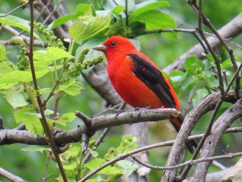 Sharp-dressed Man (with scarlet tanager photo) and this caption: Sharp dressed in red and black, male scarlet tanager pauses for his closeup before resuming his foraging activities. Photo by Nikki Dahlin.