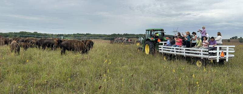 Bison walk near one of the wagons that carried visitors out to the prairie during Bison Tours at the Nachusa Grasslands on Saturday, Sept. 20, 2025. The tours were offered during the annual Autumn on the Prairie event.