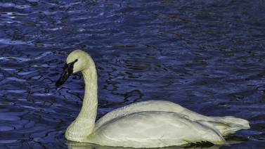 Wildlife lovers excited for resurgence of wild swans along restored Fox River