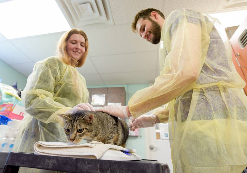 Alyssa Masten and Bradford Jensen perform the intake on "Katy" who is one of 2 cats rescued from the recent Texas Floods sent to Anderson Humane in South Elgin. The animals were flow north on a Dog Is My CoPilot flight to the Aurora Municipal Airport on Thursday, Jul 24, 2025 in Sugar Grove.
