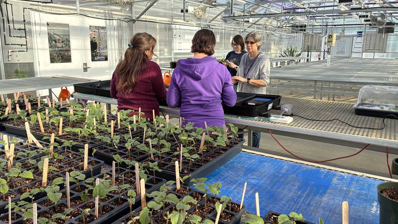 The Great Seed Event is set for 10 a.m. to 2 p.m. Feb. 7 at McHenry County College, in the cafeteria. More than 1,000 people are expected at the event, where gardeners will swap seeds and learn about composting, urban gardening and pocket prairies.