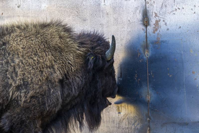 An American buffalo spends time in a pen at Nachusa Grasslands on Wednesday, Oct. 19, 2022. Nachusa’s overseer, The Nature Conservancy, has been working to round up the herd for vaccination and conduct an inventory.