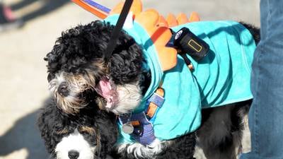 Photos: Polo High School's 2025 Doggy Dash