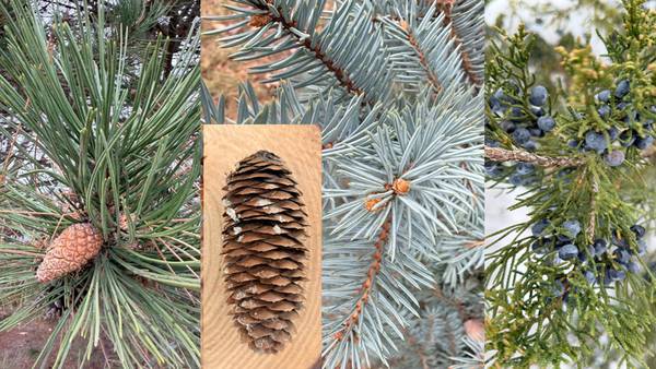 Down the Garden Path: Unwrap the wonders of pinecones
