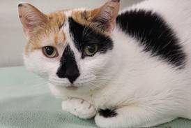Friendly adult cat likes to have people, cats around her