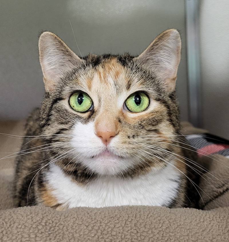 Bootsie is Save-A-Pet's pet of the week for May 1, 2025.