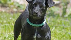 Pets of the Week: May 22, 2023