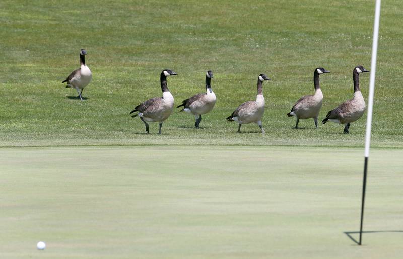 Canada Geese waddle near the sixth hole during the Illinois Valley Womens Golf Championship on Saturday, Aug. 11, 2024 at Deer Park Golf Club in Oglesby.