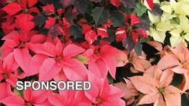 How to Keep Your Poinsettias Thriving Through The Holidays