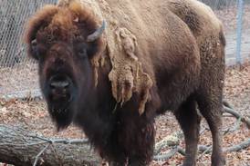 Buffalo Rock matriarch bison, Pebbles, dies 