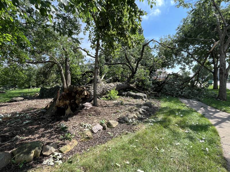A large tree is knocked down in the River Woods subdivision in Shorewood on Tuesday, July 16, 2024.  A large tree lies knocked down in the River Crossing subdivision in Shorewood on Tuesday. July 16, 2024. Severe storms producing tornadoes and heavy rains swept through Will County and northern Illinois on Monday night.