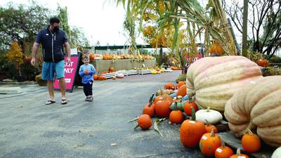 McIlvaine's 710-pound pumpkin on display at Wasco Nursery