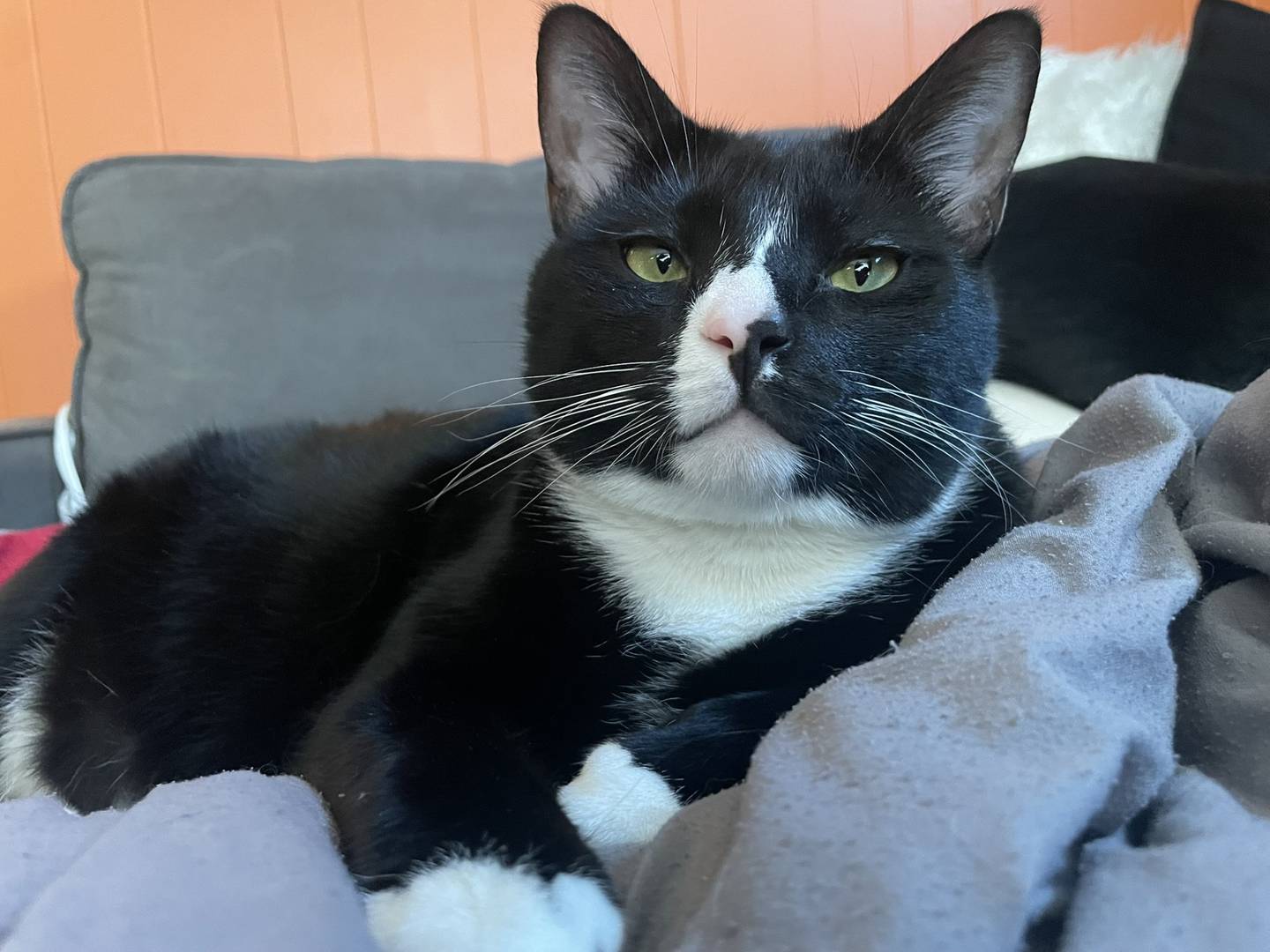 Lucien is a gentle and loving 1-year-old domestic shorthair. He is incredibly affectionate and always ready to snuggle. He needs a home where playtime and downtime are equally cherished. Lucien loves climbing on cat trees or enjoying a good meal (he’s quite the eater). To meet Lucien, email Catadoptions@nawsus.org. Visit nawsus.org.