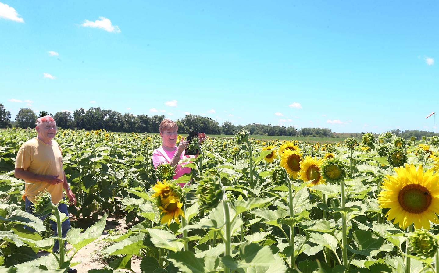 Larry and Robin McCasland of Utica, take photos of the sunflowers on Tuesday July 12, 2022 at Matthiessen State Park in Oglesby.