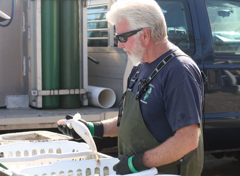 Illinois Department of Natural Resources fish biologist Randy Petges sorts through Saugers and Walleye's during the Masters Walleye Circuit on Friday, March 20, 2026 at the Spring Valley Boat Club. The IDNR collects fish and releases them through the Sauger program.