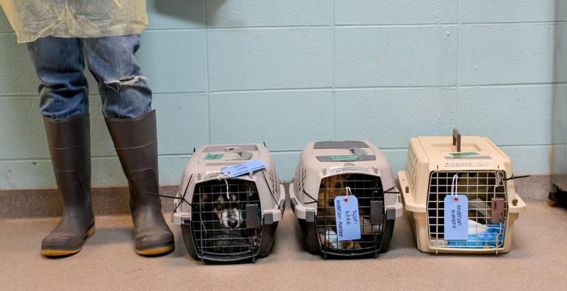 Three dogs rescued from the recent Texas Floods await intake at the Anderson Humane facility in South Elgin.  The animals were flow north on a Dog Is My CoPilot flight to the Aurora Municipal Airport on Thursday, Jul 24, 2025 in Sugar Grove.