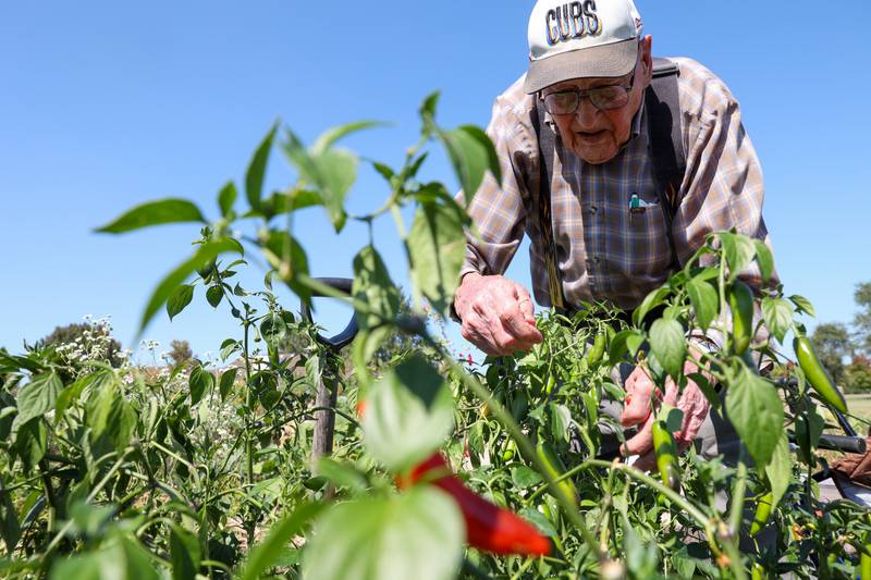 Glenn Anderson, 95, a retired Kempton-area farmer, harvests peppers in the community garden at Riverside's Westwood Oaks Independent Living in Kankakee on Sept. 15, 2025, where he grows pumpkins for auction to benefit the senior living community's garden club.