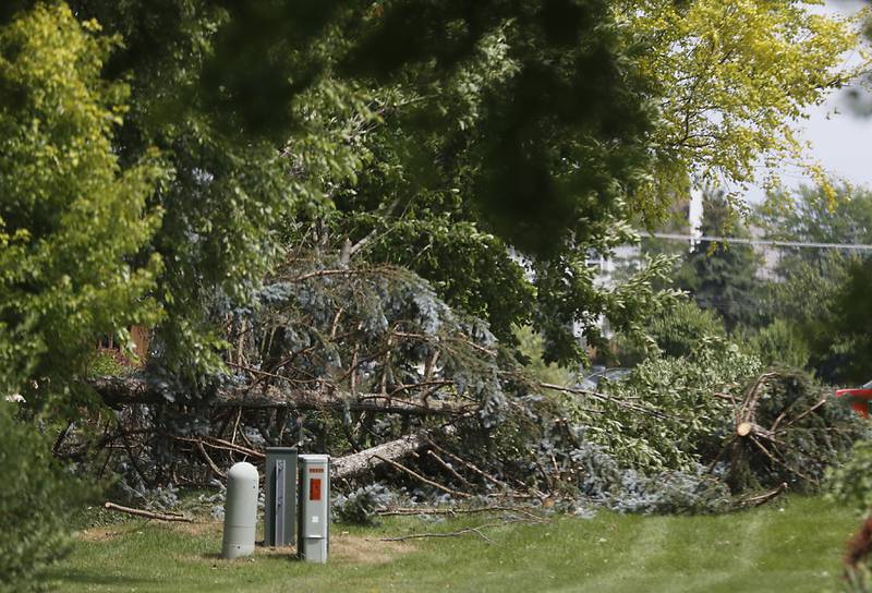 A downed tree near a damaged apartment building in Huntley on Thursday, July 13, 2023, after a confirmed tornado took the roof off the building in Huntley on Wednesday.