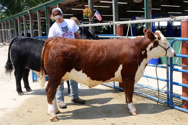Kendall County Fair showcased local 4-H kids skills, knowledge