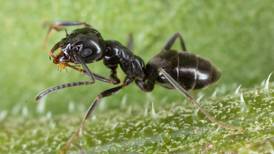 Good Natured in St. Charles: Natural means can control odorous house ants