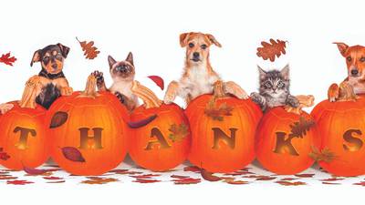 Giving thanks for the companion in your life