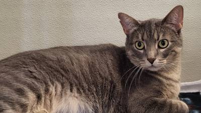 This young cat knows ‘The Power of Love’ 