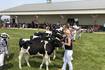 Milk Days wraps up with Dairy Show, some events rescheduled due to rain