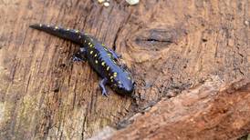 Grab a backpack and be a part of Will County’s backyard biologists