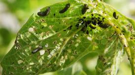 Check for Viburnum Leaf Beetle Feeding