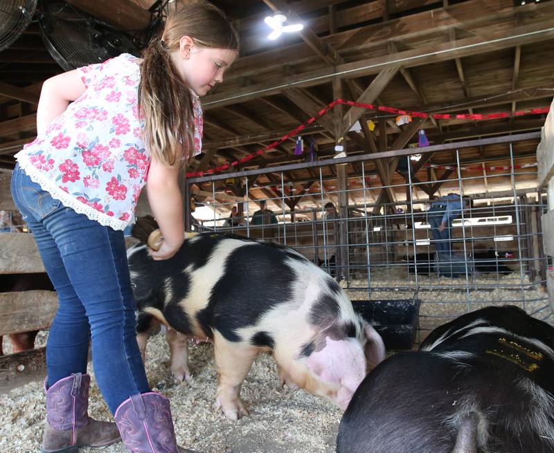 Eliza Marincic of Oglesby, brushes off her pigs before showing them in the swine arena during the La Salle County 4-H Fair on Friday, July 14, 2023 in Ottawa.
