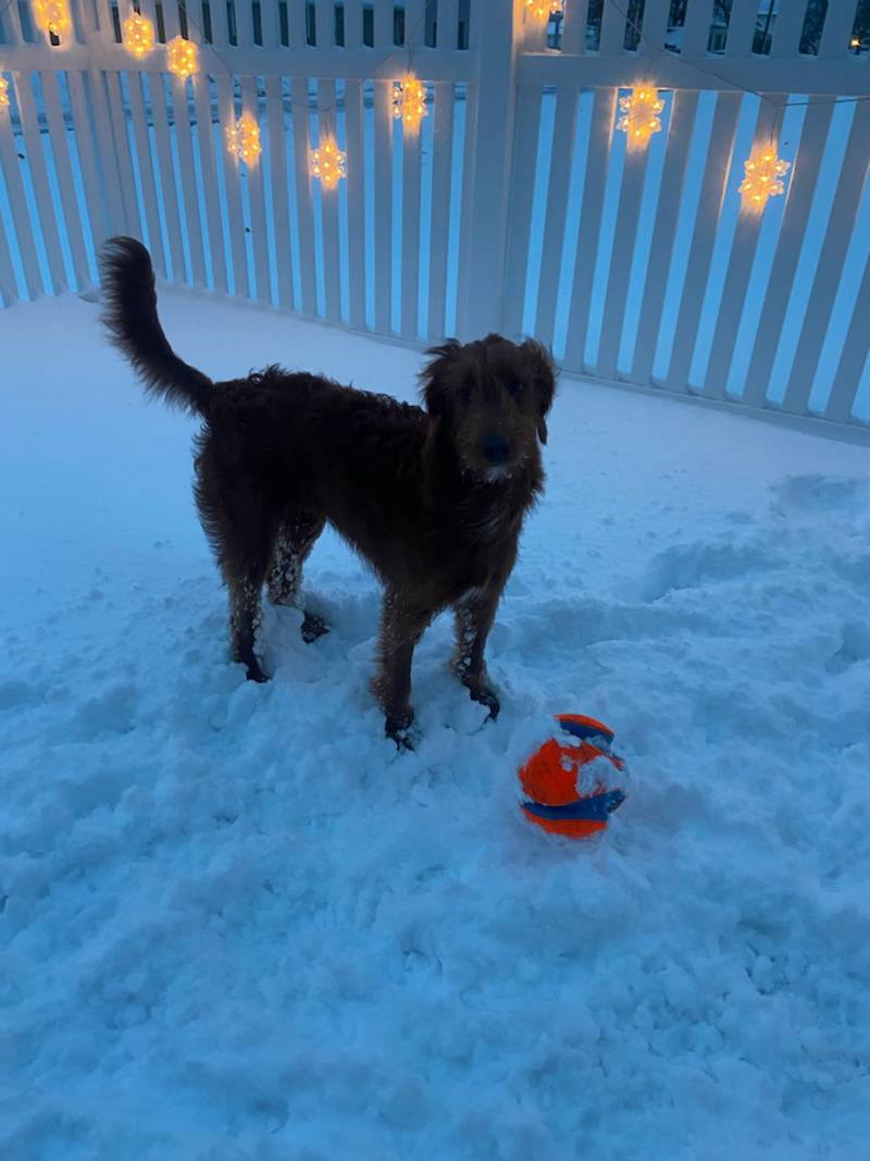 A dog enjoys the snow on Friday, January 12, 2024 in Ladd