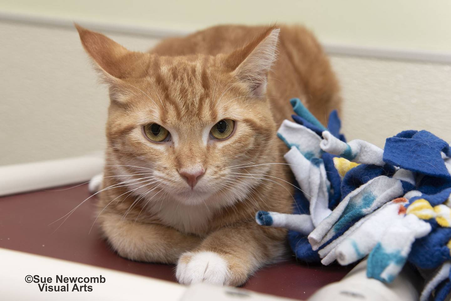 Claus is a domestic shorthair who was found as a stray, along with his siblings. He is shy at first but loves pets once he trusts someone. Claus is playful with toys and with other cats. He needs a patient and loving forever home. Contact the Will County Humane Society at willcountyhumane.com and follow the instructions for the adoption process.