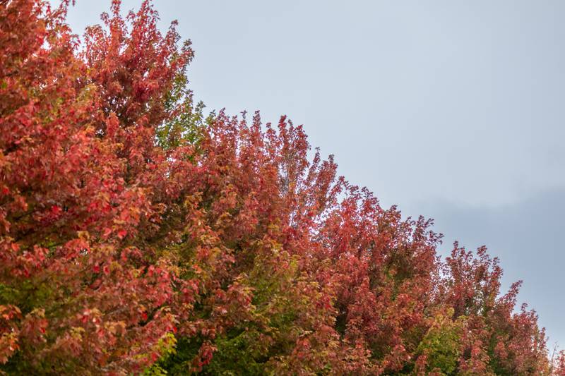 The leaves in Lockport, on Cedar Ridge Drive, showcase the colors of fall, as pictured on Oct. 15, 2025.