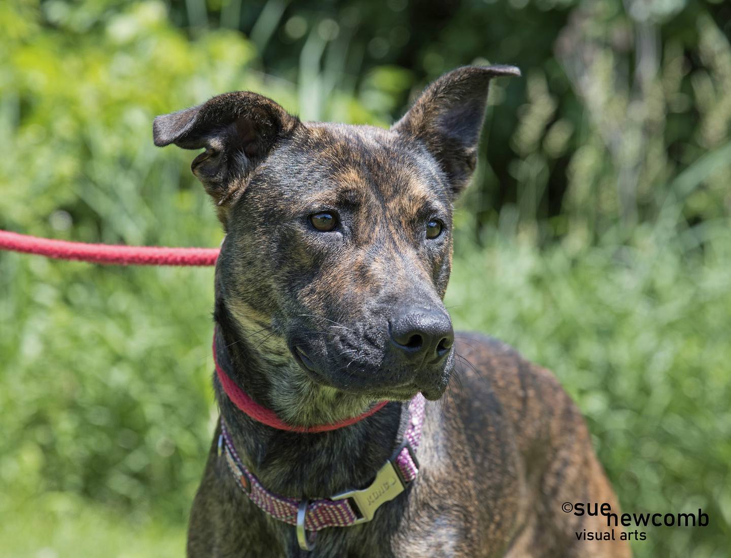 Bea is a 2-year-old shepherd mix from Kentucky. She is sweet, sociable and loves attention. Bea is selective about other dogs; she tends to do better with smaller dogs. Contact the Will County Humane Society at willcountyhumane.com and follow the instructions for the adoption process.