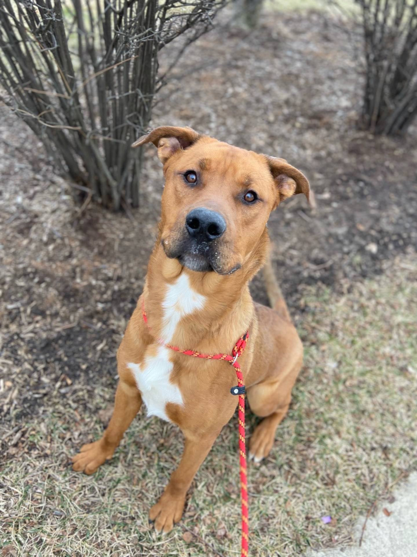 Donovan is a 3-year-old, 84-pound, mixed breed that was rescued from euthanasia. He is very outgoing and playful. He loves to meet new people and needs a family with older children (he sometimes forgets how big he is). To meet Donovan, email Dogadoption@nawsus.org. Visit nawsus.org.