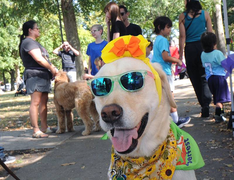 Her future is so bright  she had to wear shades after “Libby” was voted “Top Dog” Saturday during Barktoberfest at Washington Square in Ottawa. Bill’s Barktoberfest was sponsored by the Ottawa Area Chamber of Commerce and Industry Ambassadors. The festival honors the late Bill Walsh Sr., an avid dog lover and community supporter. All proceeds benefit Bill’s Barking Lot, the new city dog park at 401 E. Lafayette St.