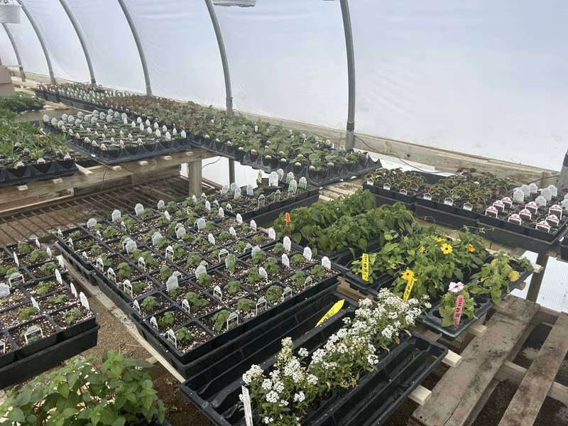 Red Barn Nursery offers plants for gardeners of all skill levels.