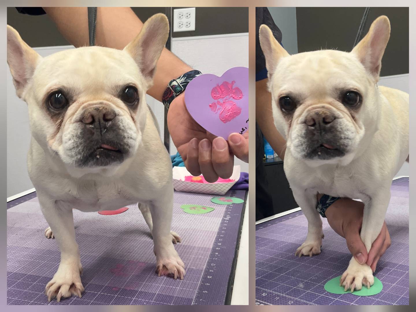 Ivy, a French bulldog, puts paw prints on heart-shaped construction paper while at DePAW Pet Resort in Geneva. His Valentine was delivered to local nursing homes.