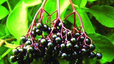 Harvard receives Tree City USA designation, plans ‘food forest’ planting Sunday